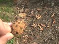 How to ID Aesculus glabra