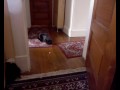 Kitten vs laser