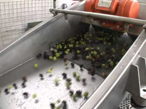 how to harvest olive oil