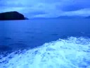 Fungie the Dolphin