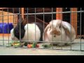 Bunnies Eating