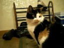 Kitten\ Kitten\