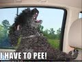 Funny Dogs Funny Dogs