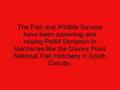 videos de Pallid Sturgeon Awareness Video!