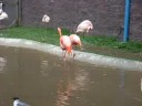 Big Pink Bird at zoo