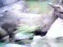 Huemul Chileno