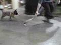 9week-old-Malinois-J