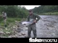 Gaula.com: Fly fishing Gaula - 09, Atlantic salmon, lax, flugfiske, Norway, flyfishing