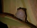 Blue Moon male coqui singing llf Manele-Gratis.net