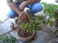 CLAUCO FELIX, FANCISCO LUSTOSA,BONSAI CASCA GROSSA