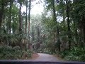 jungla1