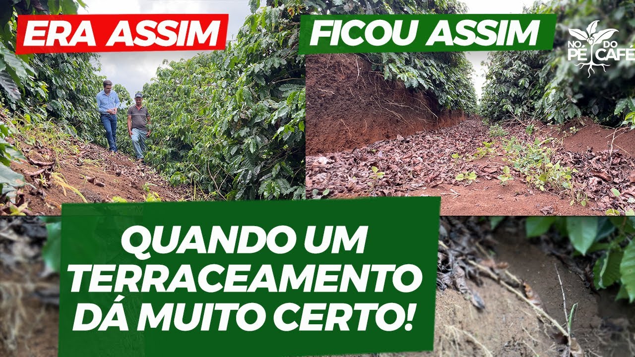 O José Corsino fez o terraceamento sozinho e só tem um arrependimento...| No Pé do Café