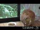 おやびん♪
