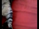 jano:mon chat...bien sûr!
