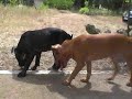 apbt-esp Neron y Kira apbt-esp Neron y Kira