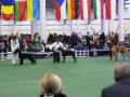 Jantarnaja Ledi Tikrai Nauja at cacib 2010.wmv video