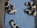 Rat terrier puppies 3 1/2 weeks Rat terrier puppies 3 1/2 weeks
