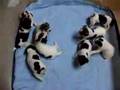 Rat-terrier-puppies-