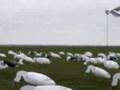 It's Raining Gooses!!