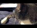 Cat steals Bed!