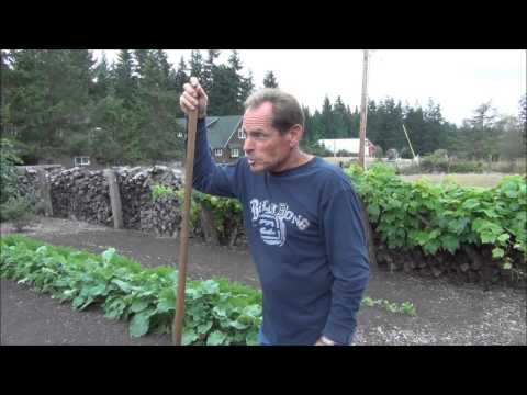 how to transplant celery