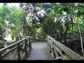 Rainforest Sepilok Jungle - Sabah, Malasia