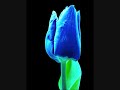 Okkervil River "Blue Tulip" - free flv video @ vwatch.tv