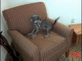 Dogs: Don\ Dogs: Don\