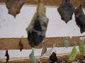 mariposa