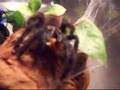 Hungry Group Of Spiders
