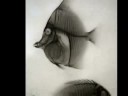 Early Science Photography: X-Rays