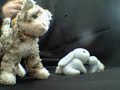 aminals aminals