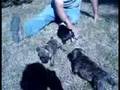FrenchBo puppies