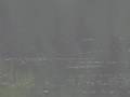 U.S.O. Unidentified animal sighting.