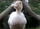 More Thirsty Ducklings!