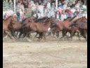 Stutenparade Ganschow 2008