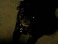 SLUGGO THE TALKING DOG PUG