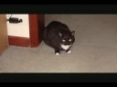 My Tuxedo Cat