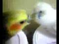 しゃべるセキセイインコ!タラちゃん♪