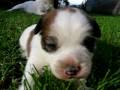 Kikutyus sirdog�l \"puppy\"