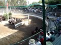 Chilean Rodeo Chilean Rodeo