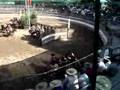 Chilean Rodeo