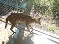 Anxious Serval