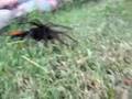 videos de Tarantula Wasp vs. Tarantula