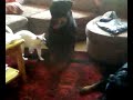 Rottweiler chiens dangereux Rottweiler chiens dangereux