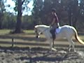 Large Welsh Cross Pony for sale - Flat Work
