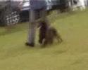 Leicestershire Gundog - Field Spaniel Judging 1 of 2