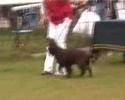 Leicestershire Gundog - Field Spaniel Judging 1 of 2
