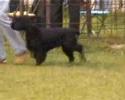 Leicestershire Gundog - Field Spaniel Judging 1 of 2