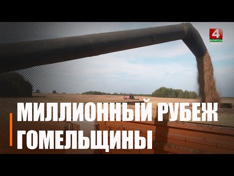 Посмотрели, как проходит жатва в хозяйстве «Искра-Ветка» видео